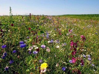 Vakantiehuis Hippolytushoef Omgeving 30