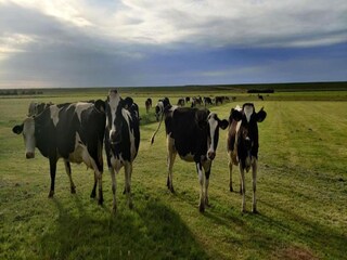 Casa de vacaciones Hippolytushoef Entorno 34