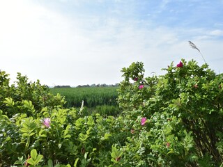 Villa Koehool Buitenaudio-opname 5