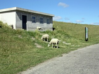 Villa Koehool Environnement 25