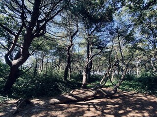 Vakantiehuis Callantsoog Omgeving 26