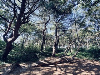 Vakantiehuis Callantsoog Buitenaudio-opname 5