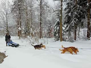 Schlittenhundeschule - Start in der Nähe