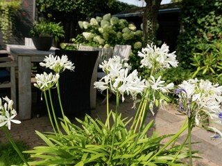 Appartement Bergen (Holland) Buitenaudio-opname 4