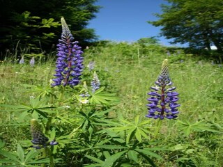 Chalet Stadl an der Mur Environnement 23