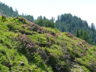 Apartamento Tröpolach Entorno 36