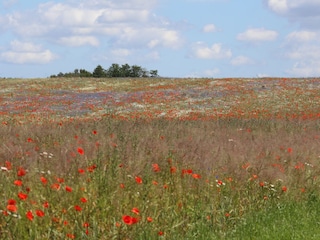 Wandern in Wiesen