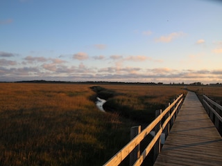 Spaziergang durch die Salzwiesen