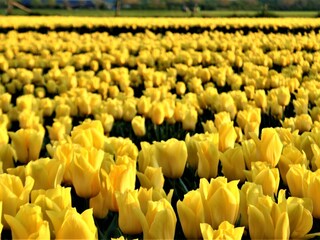 Casa per le vacanze Schoorldam Ambiente 24