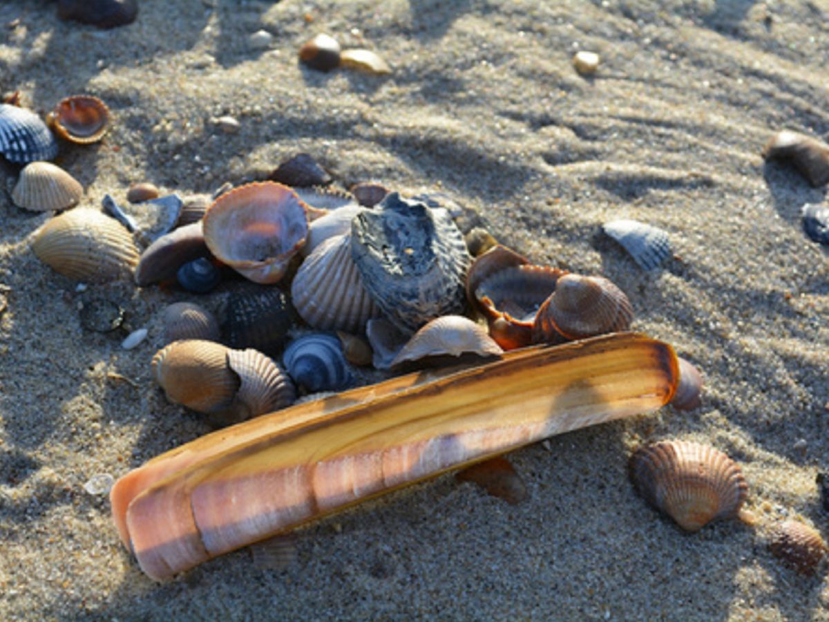 Ferienwohnung "Strandliefde" Meerblick, Egmond aan Zee, Firma Four