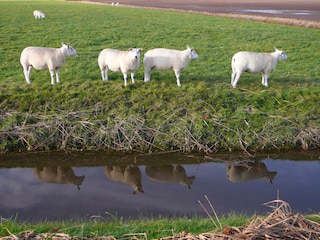 das Texelsche Wollschaf