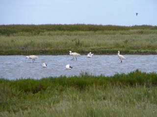 Löffler auf Texel