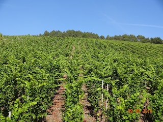 Holiday apartment Osann-Monzel Outdoor Recording 3