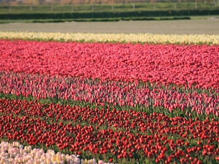 Apartamento Callantsoog Entorno 17