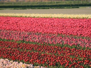 Appartamento Callantsoog Ambiente 17