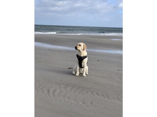 Holiday house Prerow Environment 40