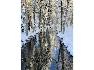 Waldspaziergang im Winter