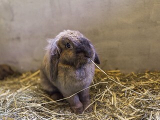 Casa per le vacanze Meliskerke  33