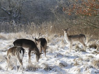 Chalet Noordwijk Ambiente 19