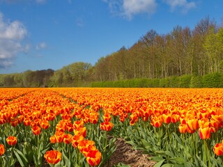 Chalet Noordwijk Omgeving 20