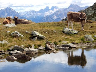 Vakantieappartement Wengen (Südtirol) Omgeving 35