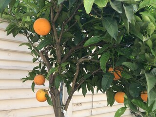 Villa Kamilari Enregistrement extérieur 14