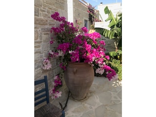 Bougainvillea