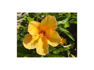 Villa Kamilari Registrazione all'aperto 12