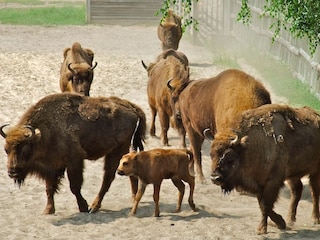 Wiesentgehege in Damerow