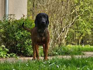 Ferienhaus Schwarz Außenaufnahme 34