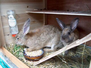 Appartamento per vacanze Brixen Ambiente 19