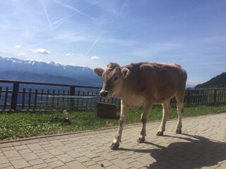 Holiday apartment Brixen Environment 24