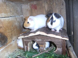 Vakantieappartement Brixen Omgeving 36