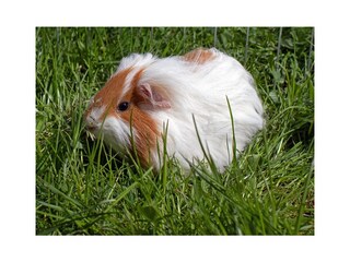 Unsere Meerschweinchen
