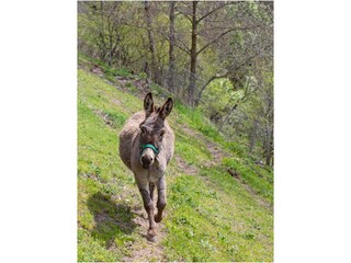 Vakantieappartement Mals Buitenaudio-opname 12