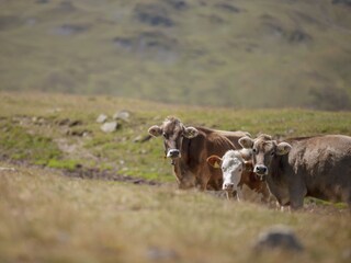 Appartamento per vacanze Mals Ambiente 34