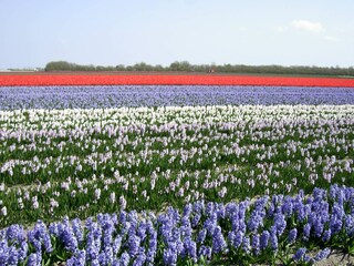 Casa per le vacanze Julianadorp Ambiente 19