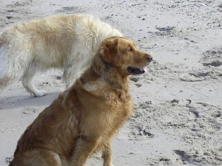 Casa per le vacanze Julianadorp Ambiente 20