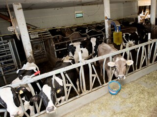 Appartamento per vacanze Völs am Schlern Ambiente 20