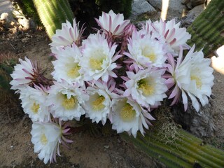 Villa Palau-Saverdera Ambiente 36