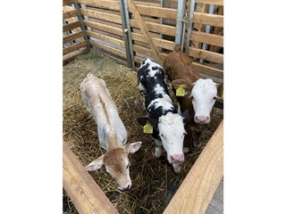 Appartamento per vacanze St. Martin in Thurn Ambiente 22