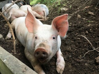 Appartamento per vacanze St. Martin in Thurn Ambiente 24