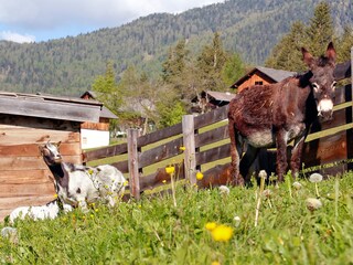 Appartamento per vacanze St. Martin in Thurn Ambiente 20