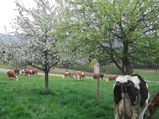 Casa per le vacanze Sankt Stefan ob Stainz Ambiente 33