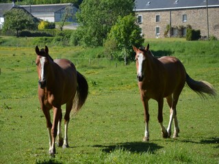 Vakantiehuis Stavelot Buitenaudio-opname 8