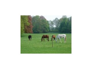 Castillo Havelange Entorno 35