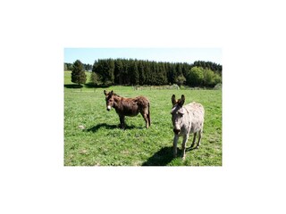 Chalet Robertville Ambiente 25