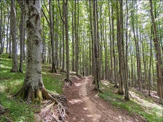 Chalet Robertville Umgebung 35