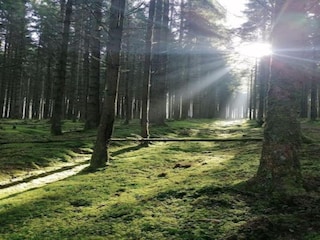 Holiday house Lierneux Environment 38