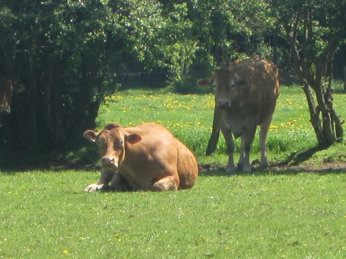 Ferienhaus Bièvre Umgebung 32